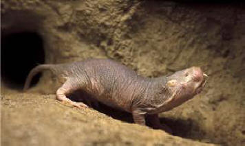 Голият мол плъх помогна на учените да направят огромна стъпка към създаването на лек за рак.