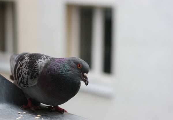 гълъб излетя през прозореца: знак 