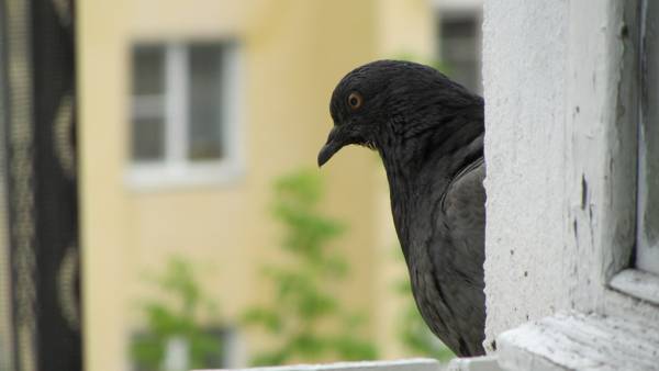 гълъб излетя през прозореца 