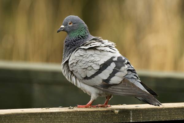 гълъбът влетя в апартамента 