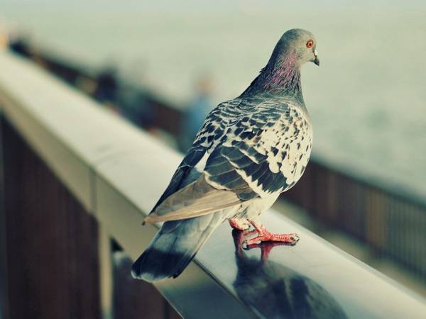 гълъб излетя през прозореца 