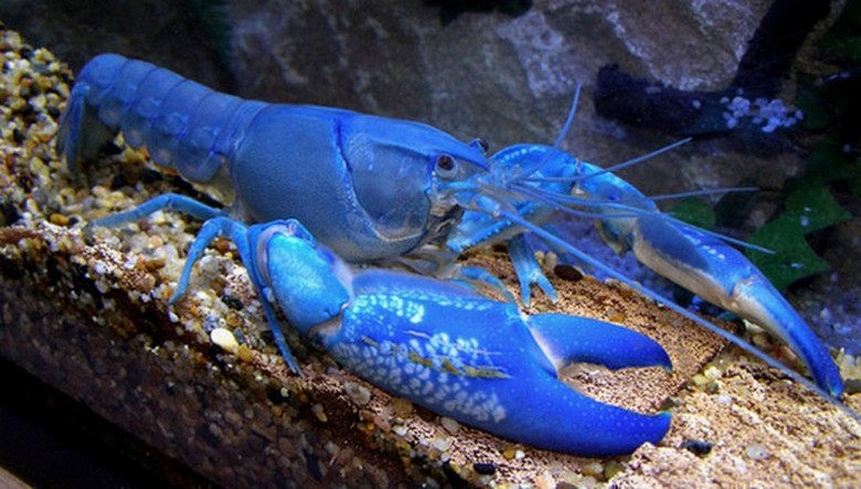 Сините чудовища нападат украинците