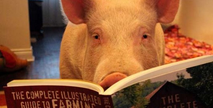 Искате ли да вземете умен домашен любимец? Вземете прасе!