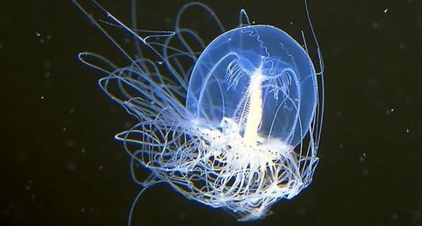 Тяхната жизнеспособност може да се завиди.