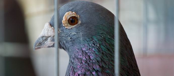 Индийската полиция задържа шпионин гълъб