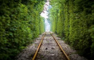 Индия планира да засади два милиарда дървета, използвайки труда на младите безработни