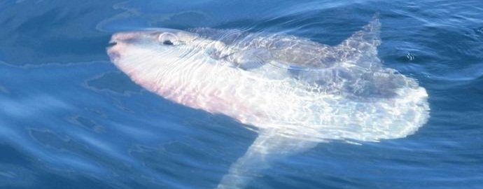 Индонезийските риболовци ловяха колосална лунна риба