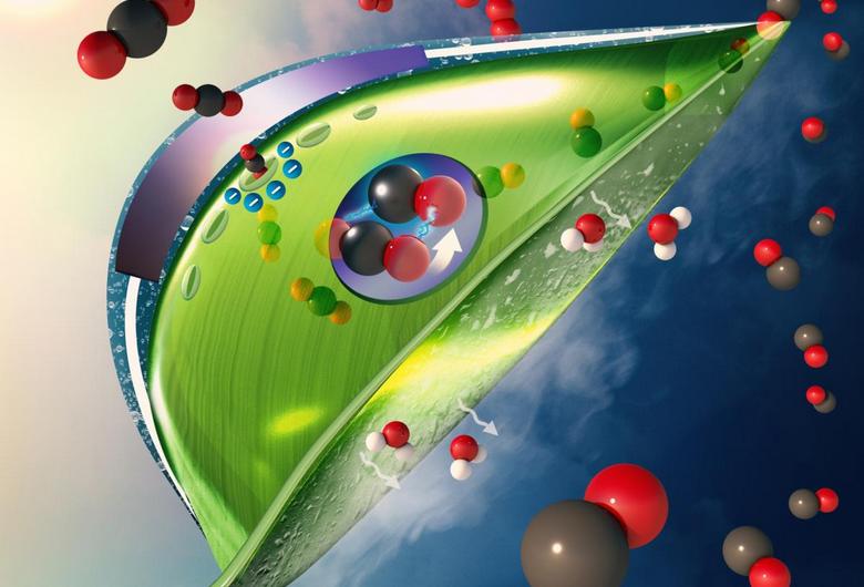 Изкуствените листа могат да абсорбират CO2 многократно по-ефективно от истинските