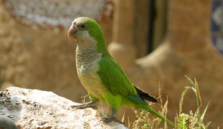 Испанската столица беше залята с папагали от вредители
