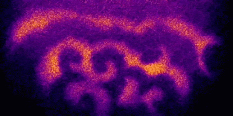 Изследване: Животът започва с вълни 