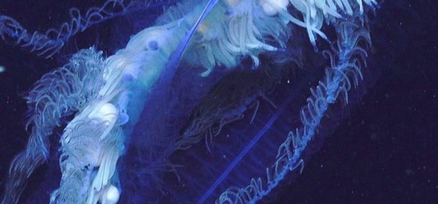 Изследователите бяха шокирани от огромно същество край бреговете на Австралия 