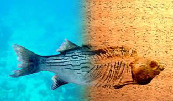 „Климатичните