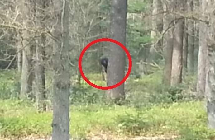 Йети в холандската гора се качи на видеокамерата