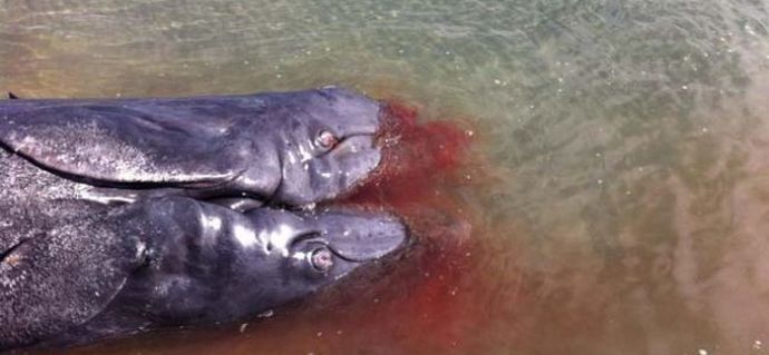 Двуглав кит, прикован до бреговете на Калифорния