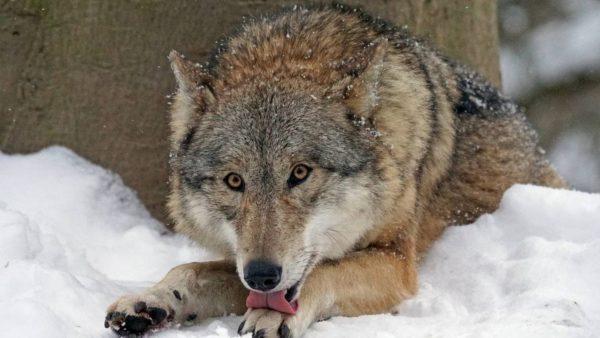 Ранени диви животни 