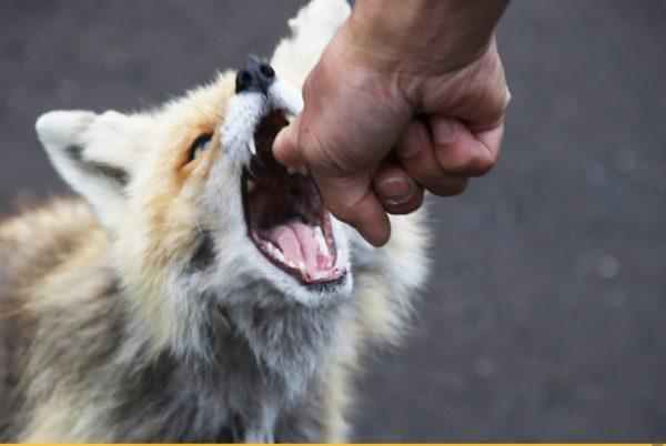 До какво сънува ухапване от лисица 