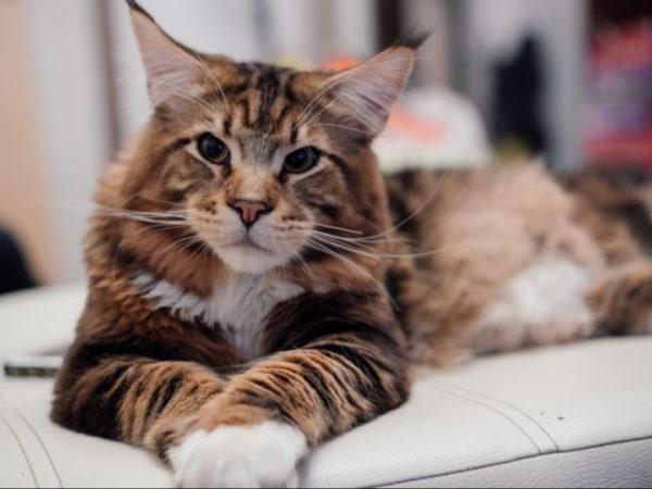 Защо мечтае голямата котка  