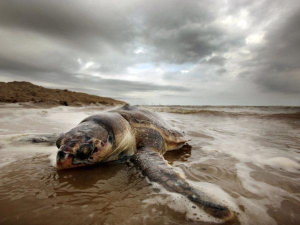 Мъртво животно 