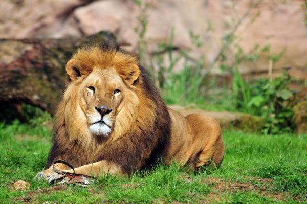 Защо лъвът сънува 
