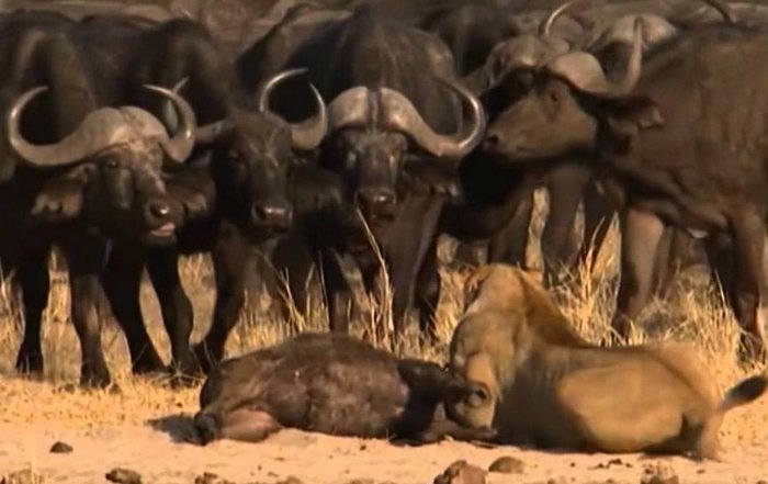 Като автор на озвучаването на видеоклип за животни, той му направи екшън трилър.