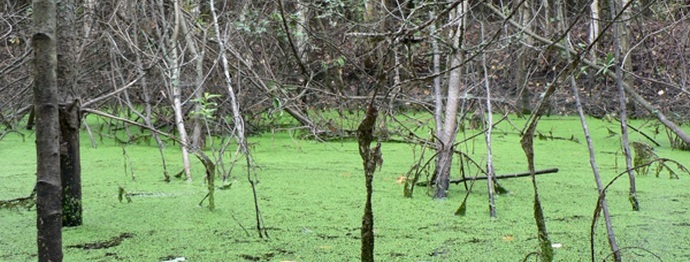 Какви тайни крият блата?