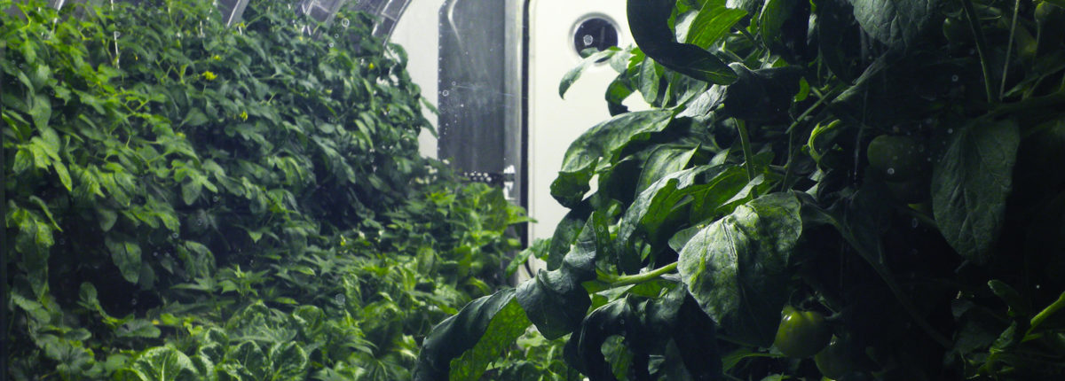 Каква ще бъде космическата храна: НАСА продължава да експериментира 