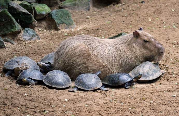 Capybara е мистично привлекателен гризач, който всички обичат.