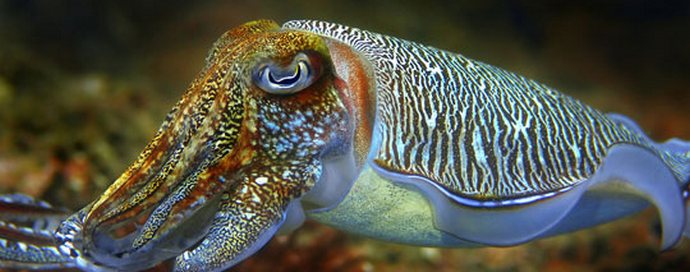 Сепия - морски хамелеони