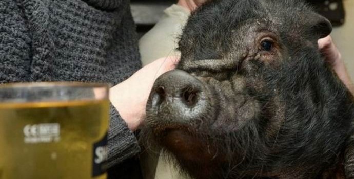 Прасе джудже в лондонска кръчма вече не се изсипва