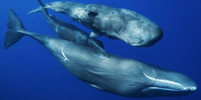 Сперматозоидите използват различни диалекти и имат своя собствена култура.