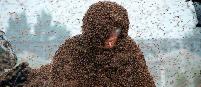 Китайците доброволно останаха с милион живи пчели