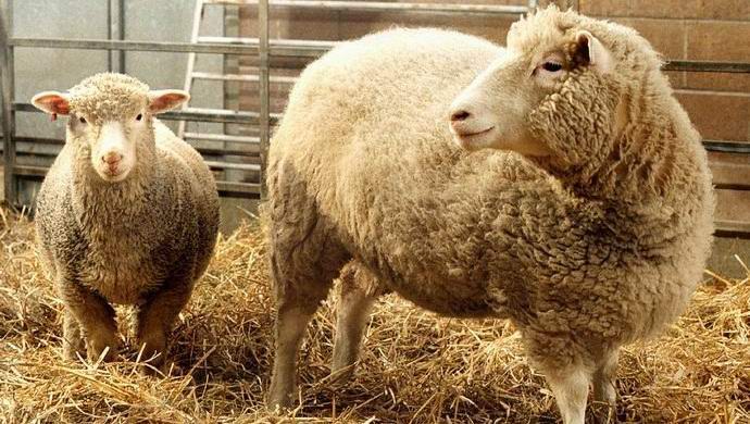 Китайците ще започнат клониране на търговски животни