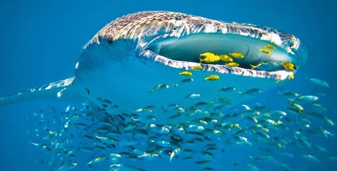 Китовата акула стана звездата на Интернет, пирувайки на мрежата за риболов.