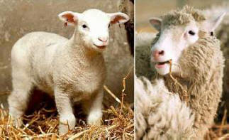 „Клонирани