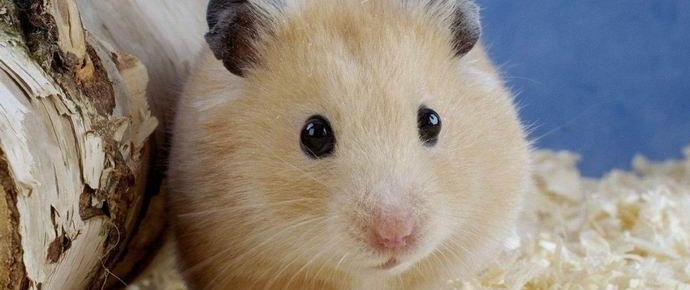 Корейският учител яде хамстер пред децата