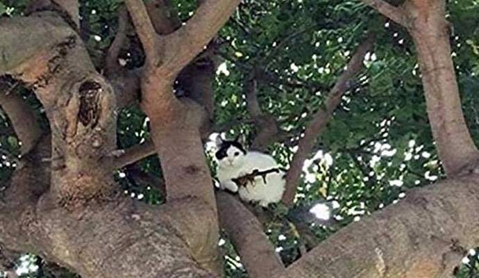 Котката с пушката ужаси американеца