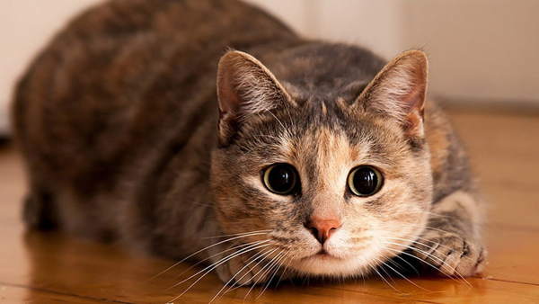 признаци, свързани с котки в къщата 