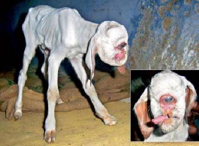 „Киклопско