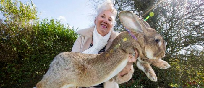 Зайци, шампиони