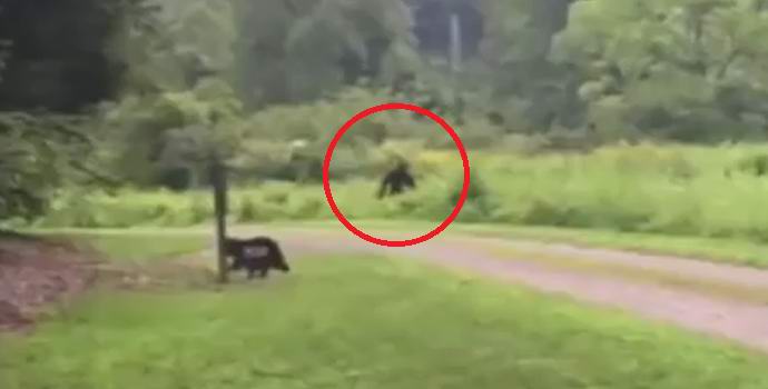 Малкото куче изплаши едрия крак