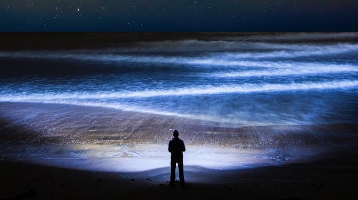 Най-голямата миграция на планетата се случва всеки ден и ние не я забелязваме 