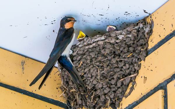 лястовиче гнездо под покрива 