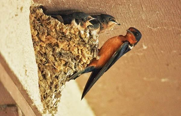 лястовиче гнездо над прозореца 