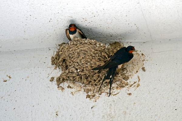 лястовиче гнездо на балкона 