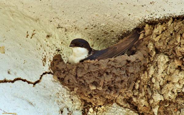 лястовиче гнездо на къщата 