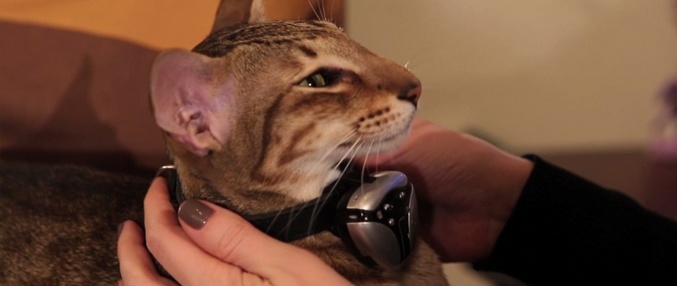 „Най-добрите