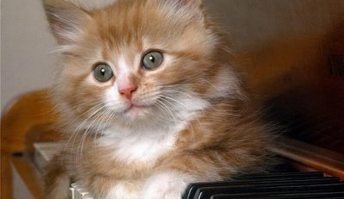Обичат ли котките класическа музика?