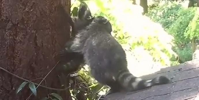 Мама миеща мечка дава първия урок на бебето си