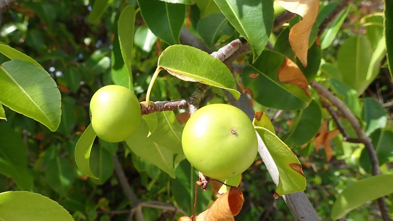 „Манцинеловото