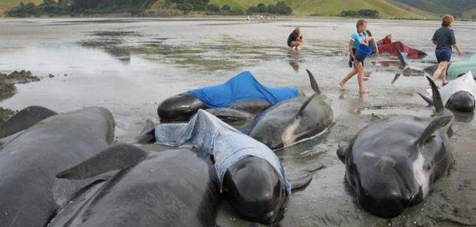 Масовото самоубийство на Делфин се повтаря